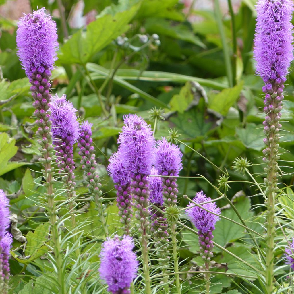Graines de Liatride en épi Violet - Liatris spicata