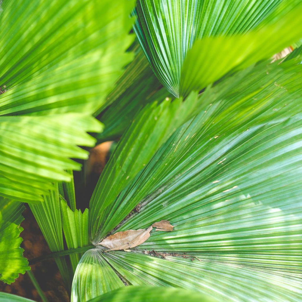 Licuala grandis - Palmier cuillère
