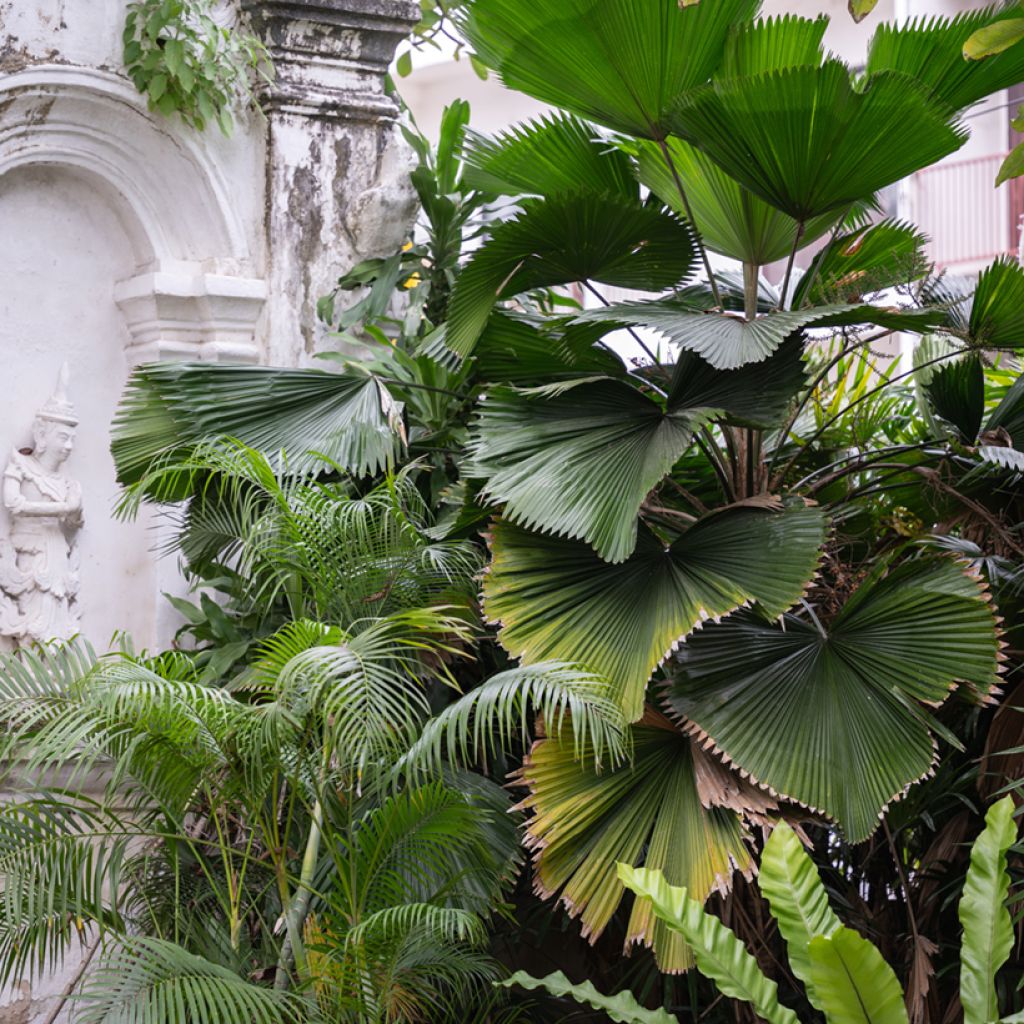 Licuala grandis - Palmier cuillère
