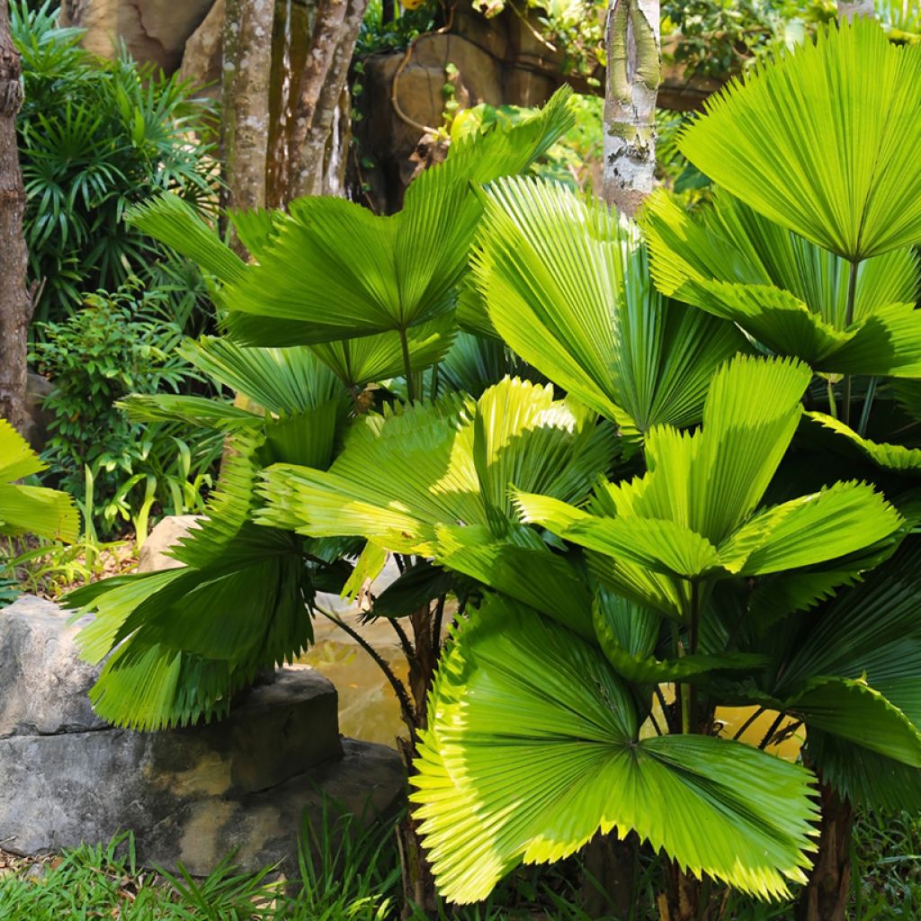 Licuala grandis - Palmier cuillère
