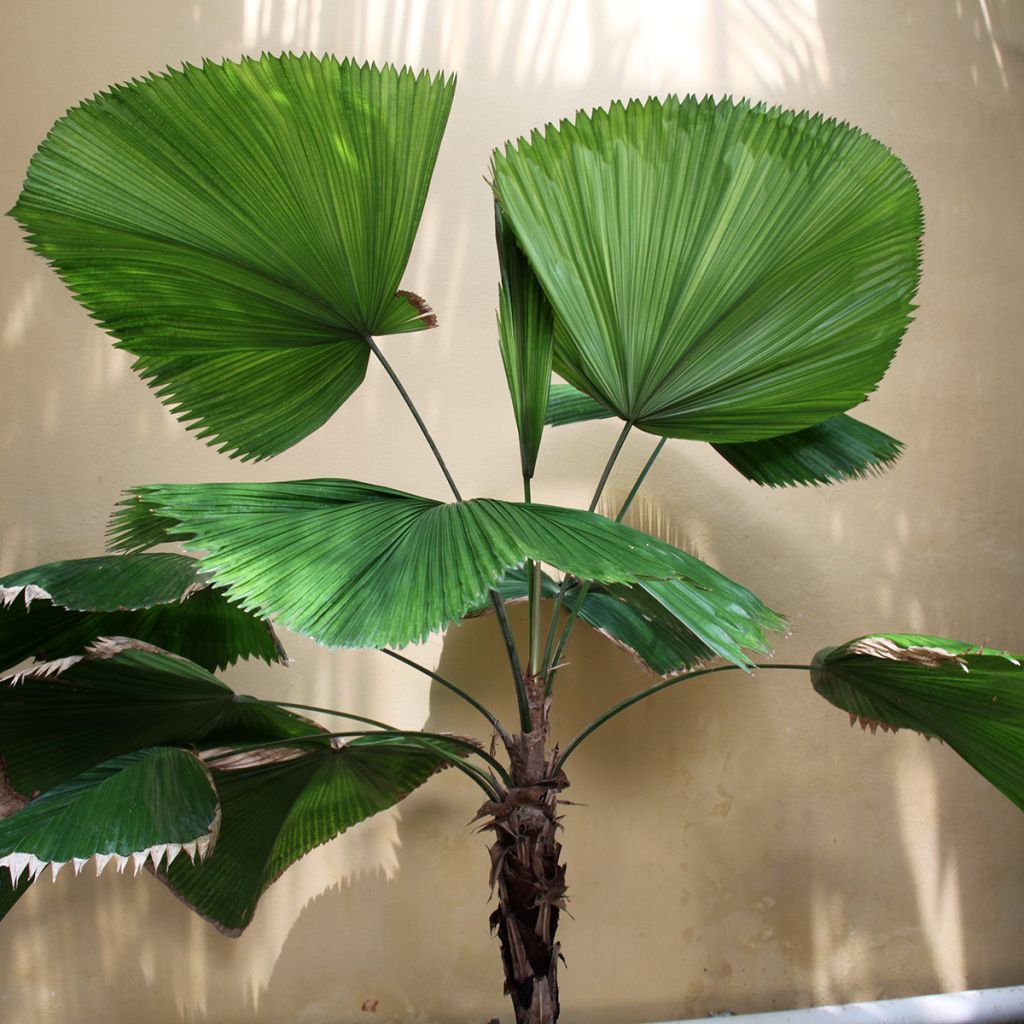 Licuala grandis - Palmier cuillère
