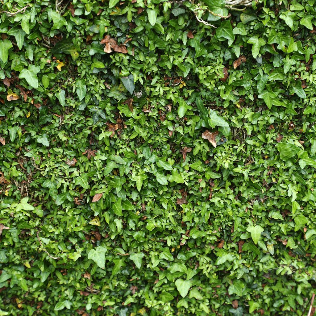 Lierre d'Irlande - Hedera helix Spetchley 