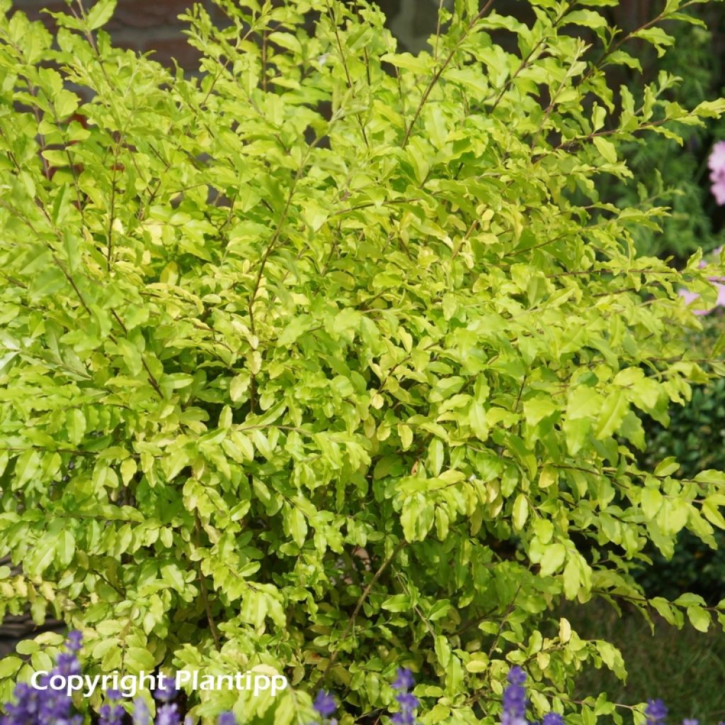 Troène de Chine - Ligustrum sinense Sunshine