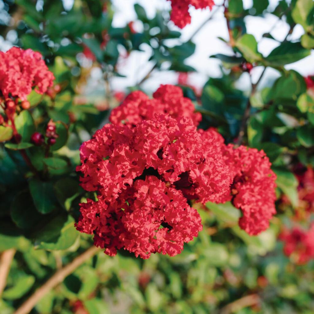 Lilas des Indes - Lagerstroemia Ruffled Red Magic