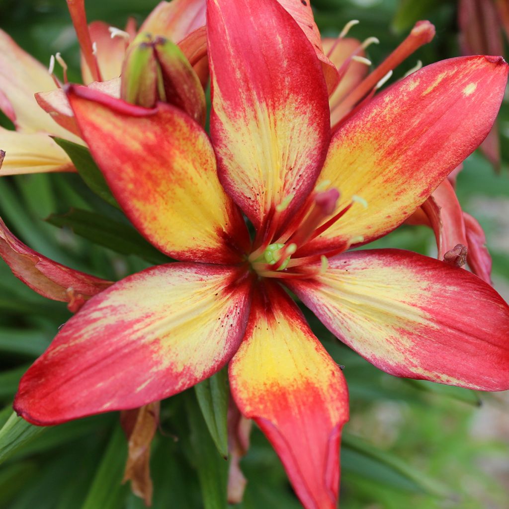 Lis asiatique Forever Linda