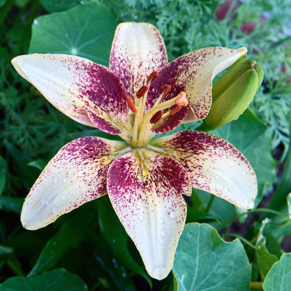 Lis asiatique Tribal Dance