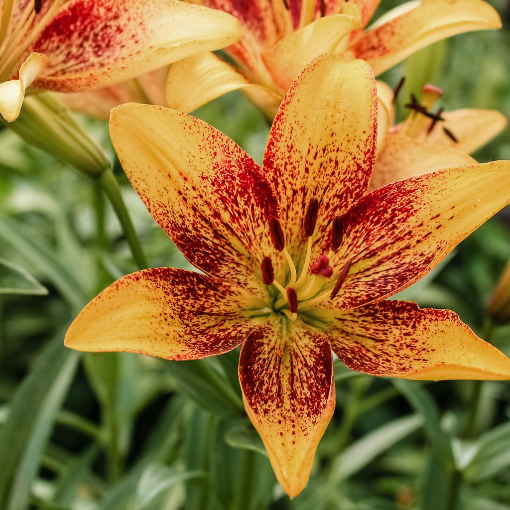 Lis asiatique Tribal Dance