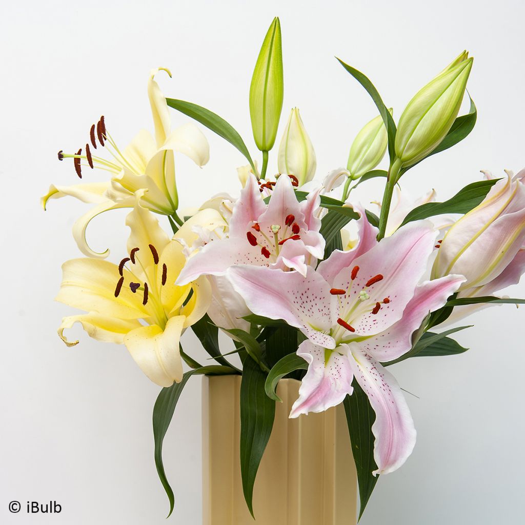 Lis hybride oriental Bellville