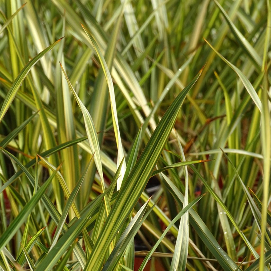 Lin de Nouvelle-Zélande - Phormium Apricot Queen