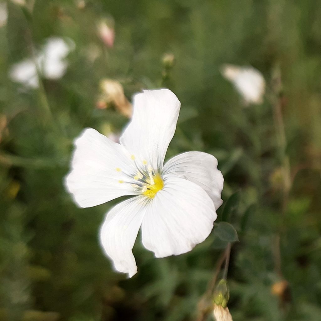 Linum perenne Diamant - Lin vivace
