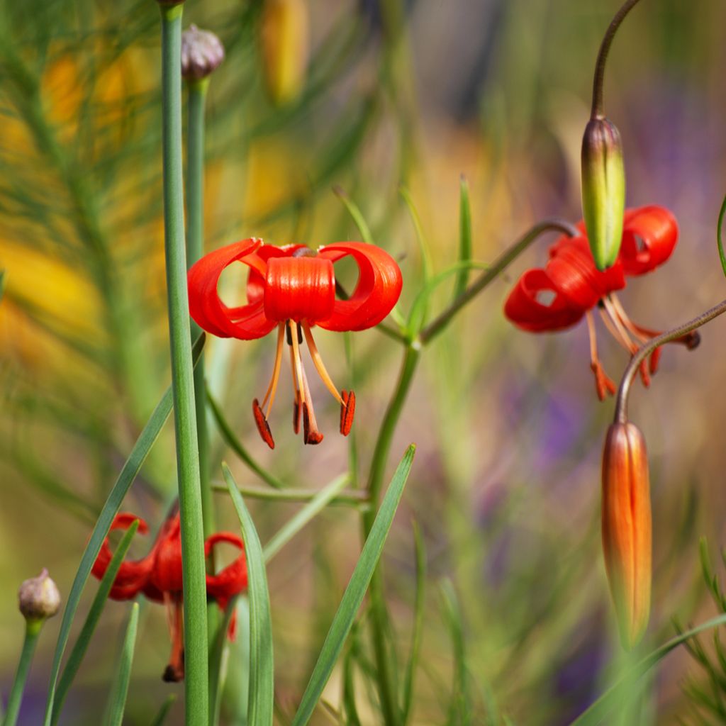 Lis botanique corail - Lilium pumilum