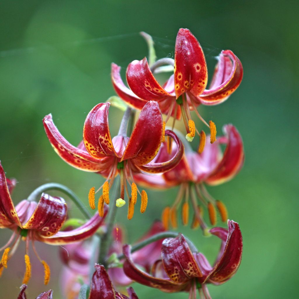 Lis martagon Claude Shride