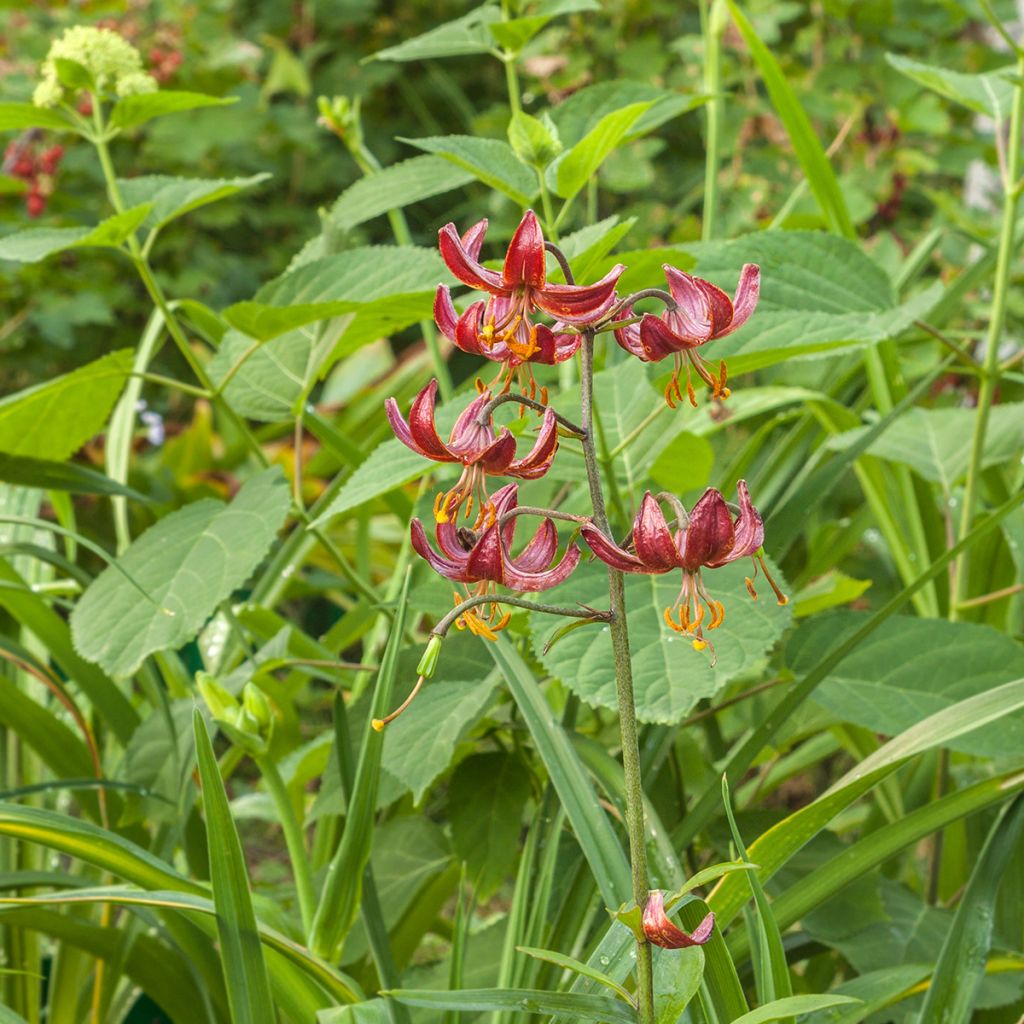 Lis martagon Claude Shride