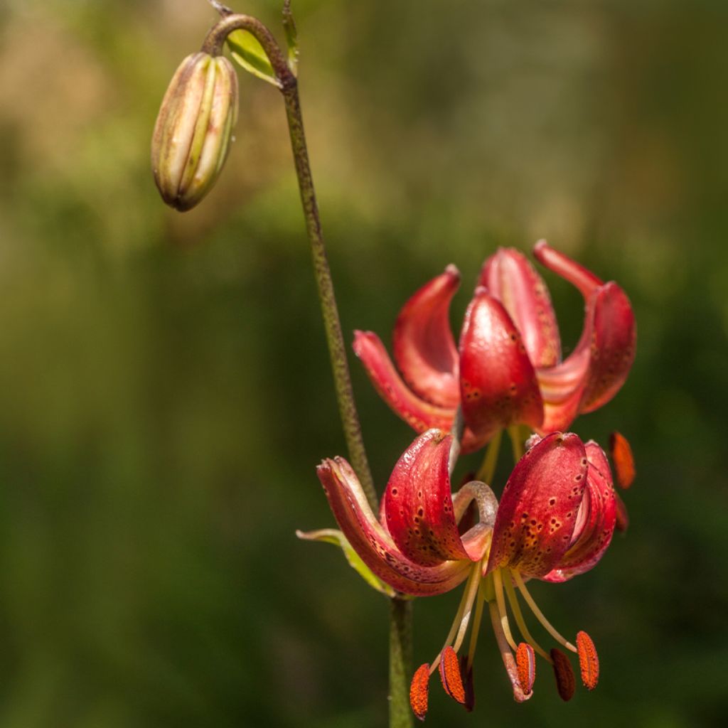 Lis martagon Claude Shride