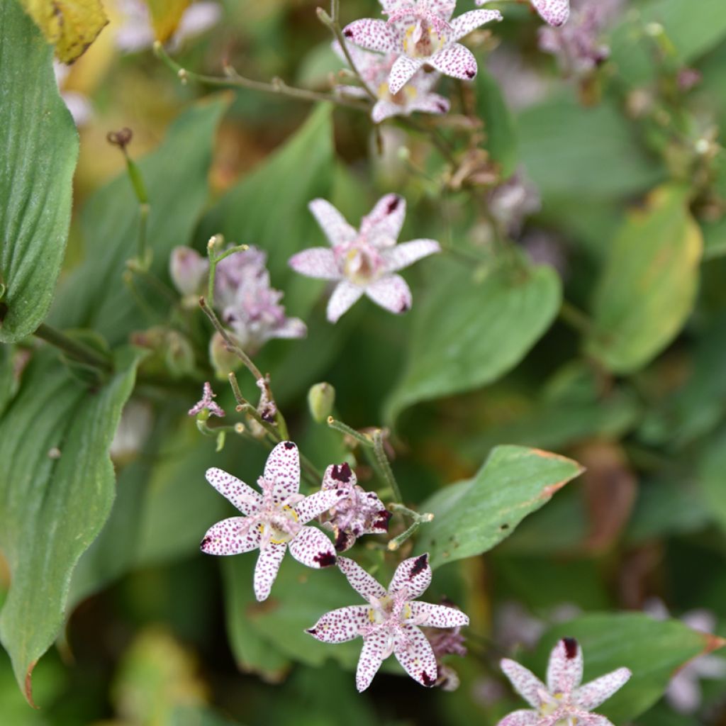 Lis orchidée - Tricyrtis formosana