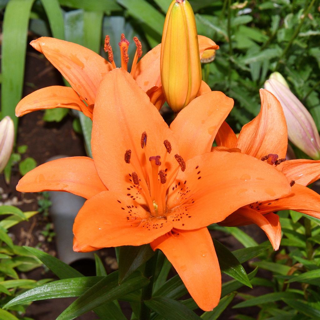 Lis asiatique Tresor