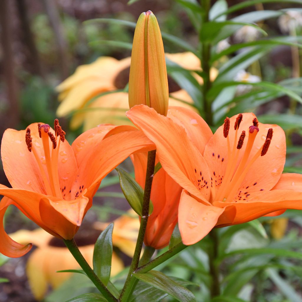 Lis asiatique Tresor