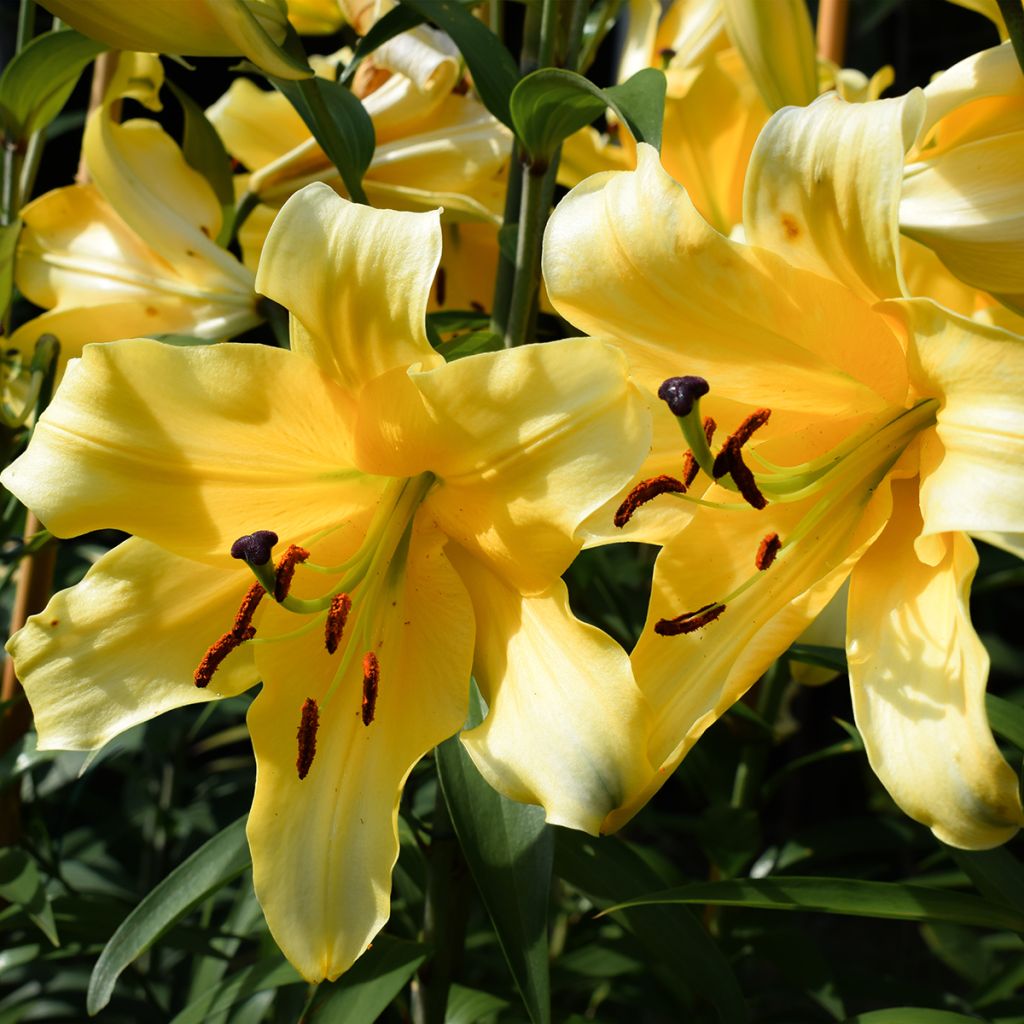 Lis hybride oriental Corcovado