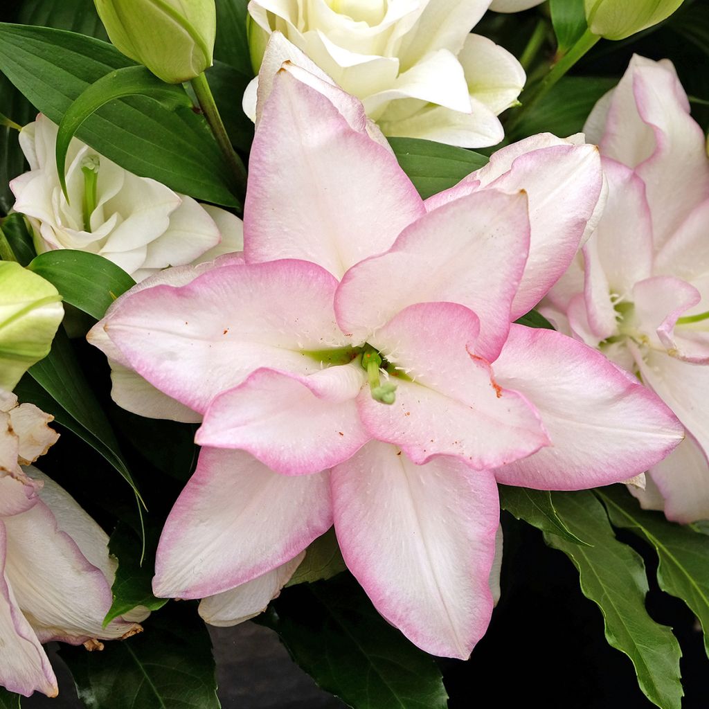 Lis oriental Roselily Anouska