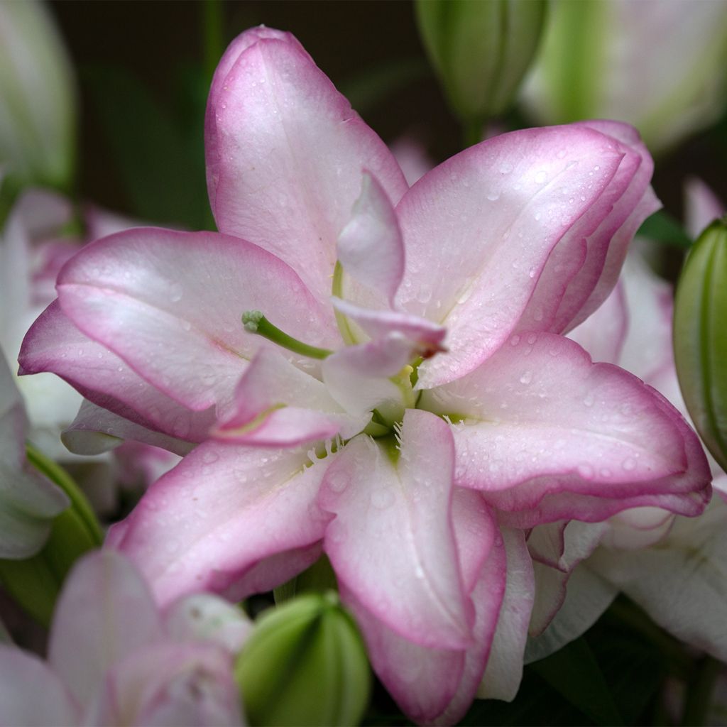 Lis oriental Roselily Anouska