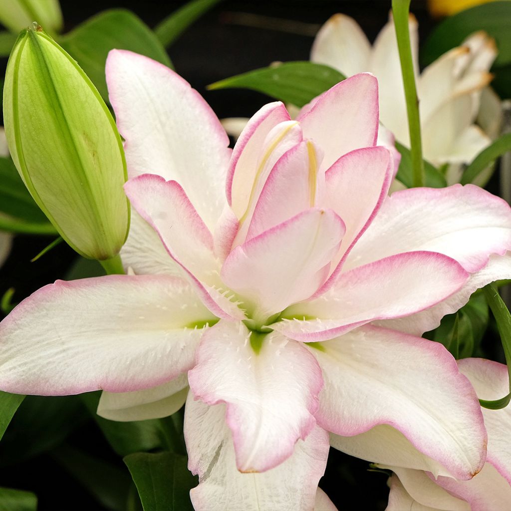 Lis oriental Roselily Anouska