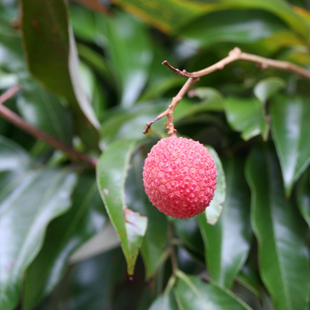 Litchi chinensis Kwai May Pink - Litchi rose