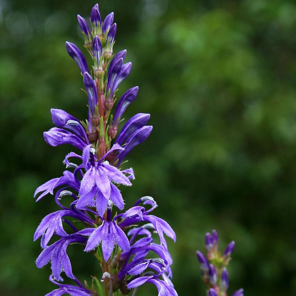 Lobelia sessilifolia