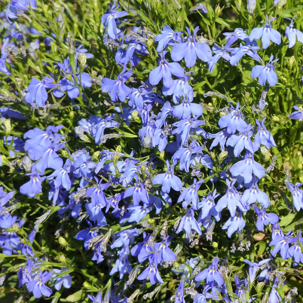 Graines de Lobelia erinus Cambridge Blue 