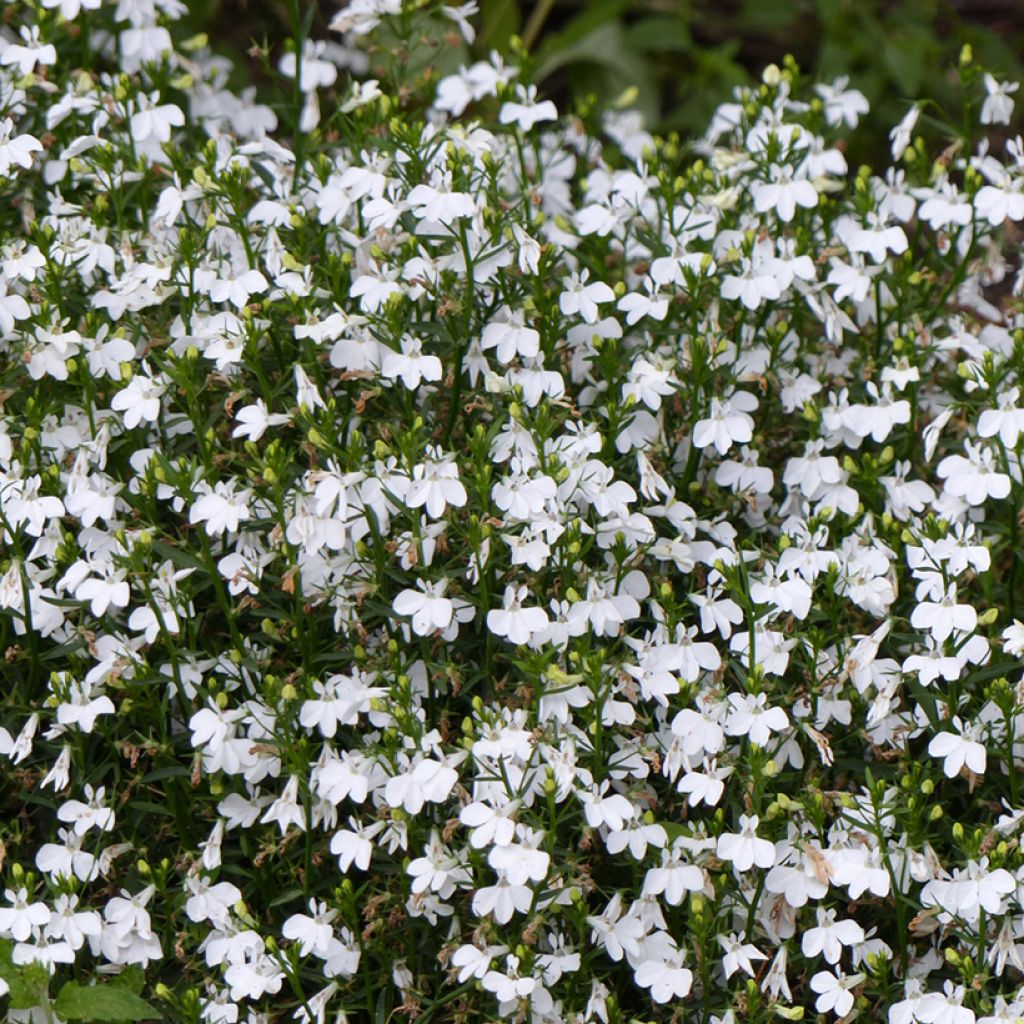 Graines de Lobelia erinus White Lady