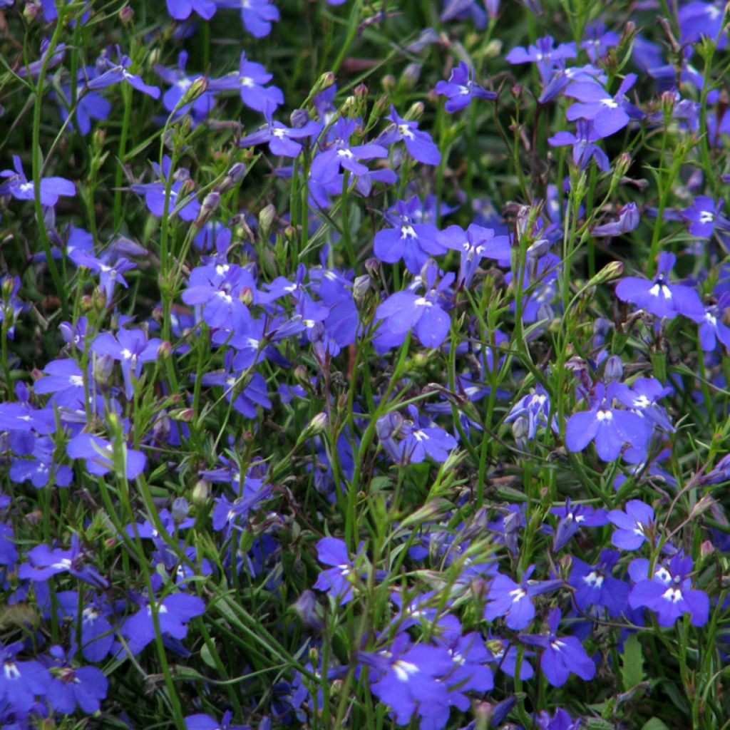 Graines de Lobelia erinus Sapphire Cascade
