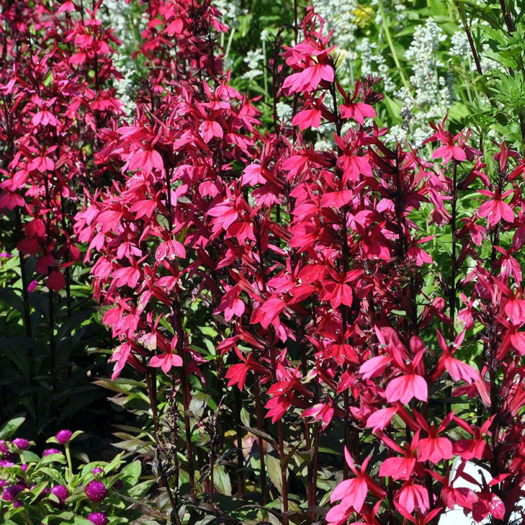 Lobelia speciosa Russian Princess - Lobélie hybride