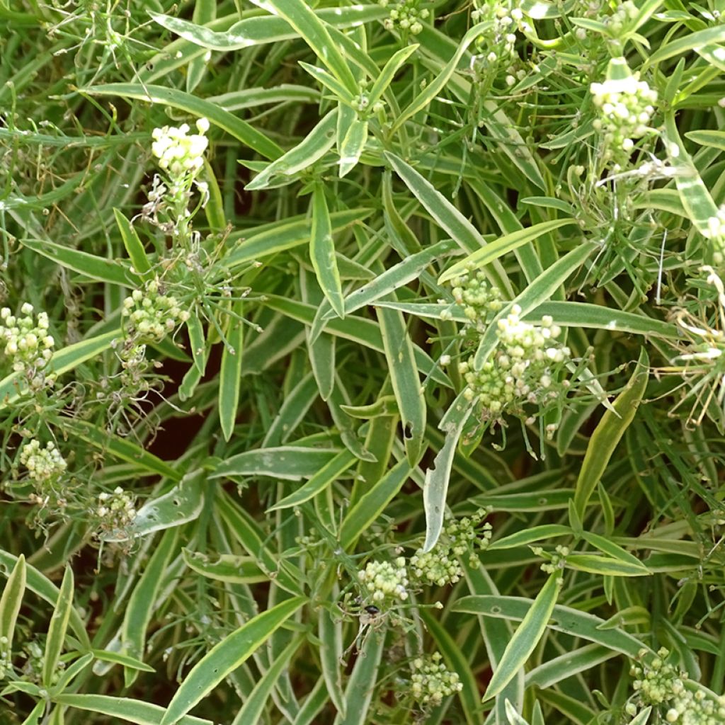 Lobularia Primavera Princess - Alysse odorant