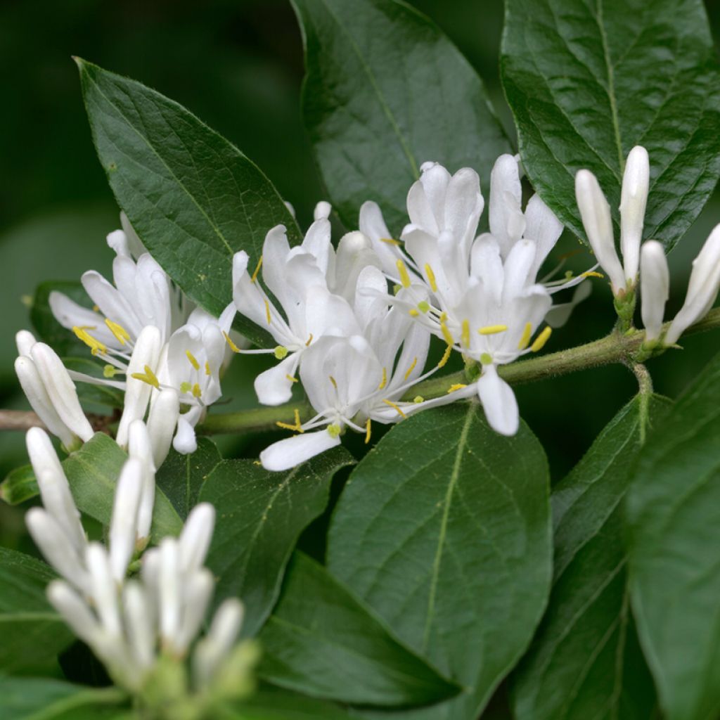 Lonicera maackii - Chèvrefeuille de Maack
