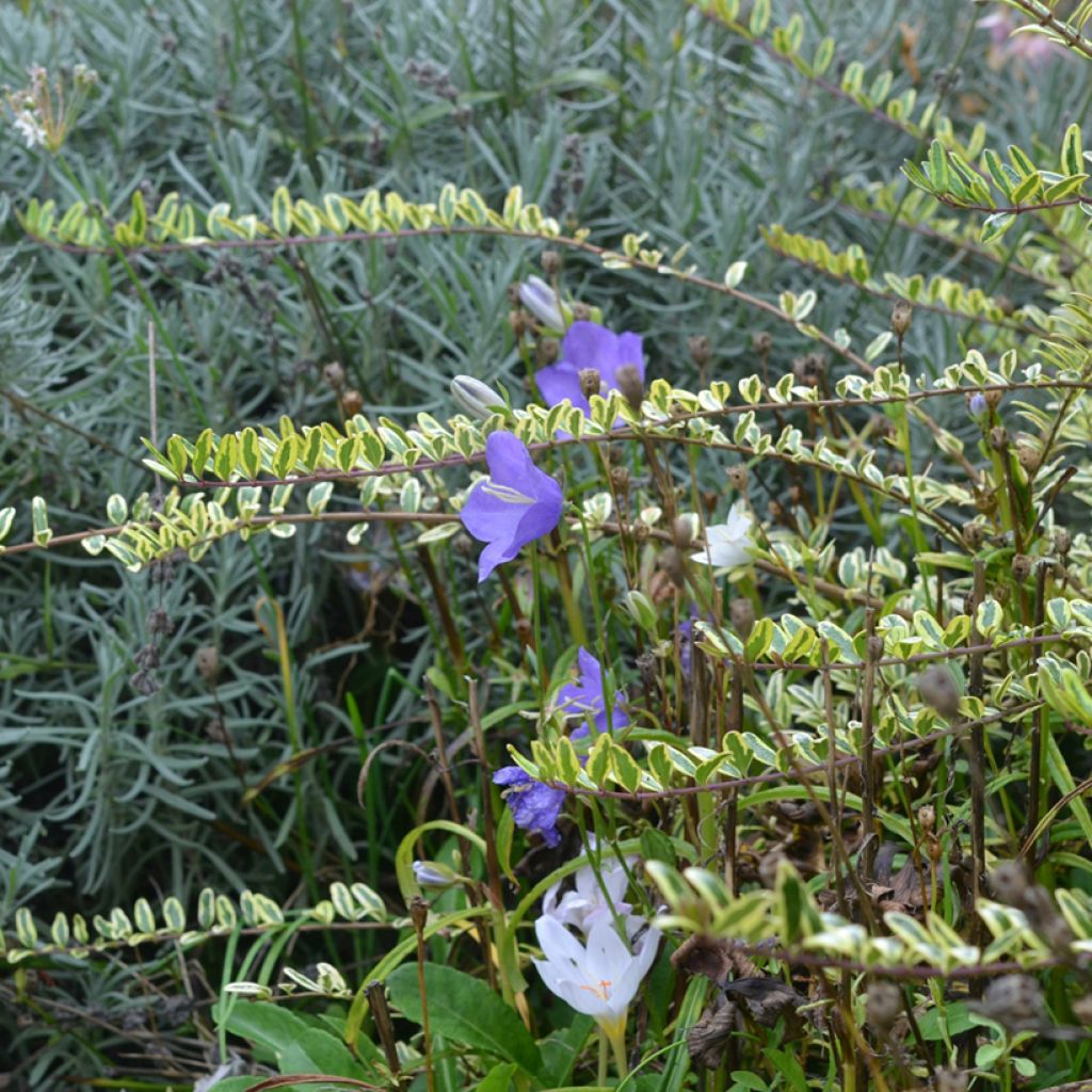 Lonicera nitida Lemon Beauty - Chèvrefeuille arbustif