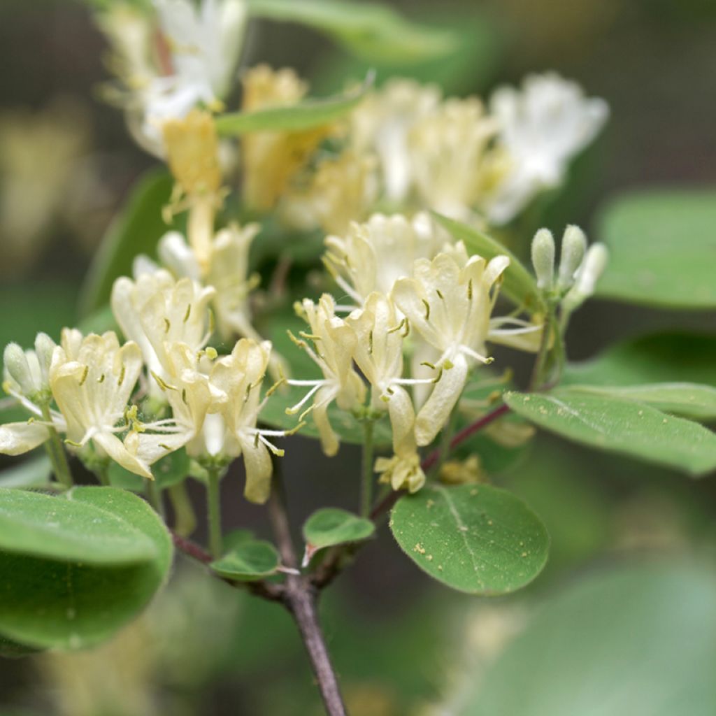 Lonicera xylosteum - Chèvrefeuille des haies