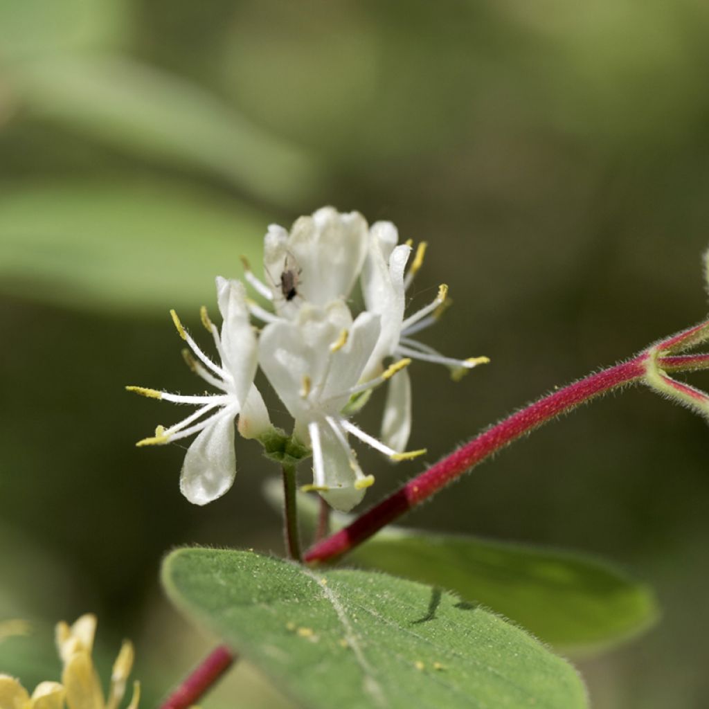 Lonicera xylosteum - Chèvrefeuille des haies