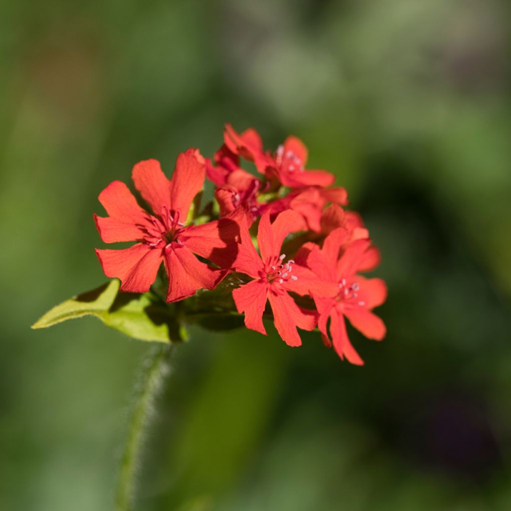 Lychnis Arkwrightii Vesuvius