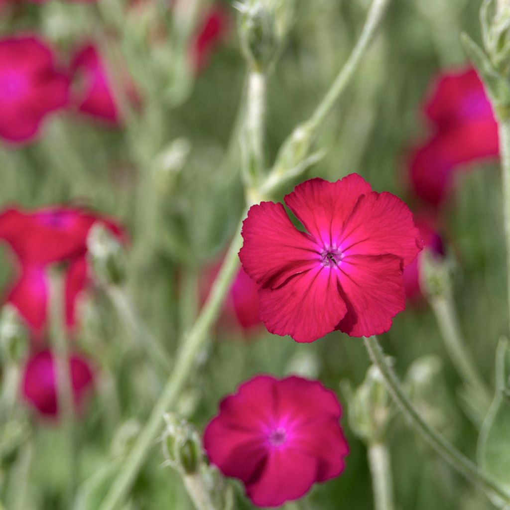 Lychnis coronaria Atrosanguinea - Coquelourde des Jardins