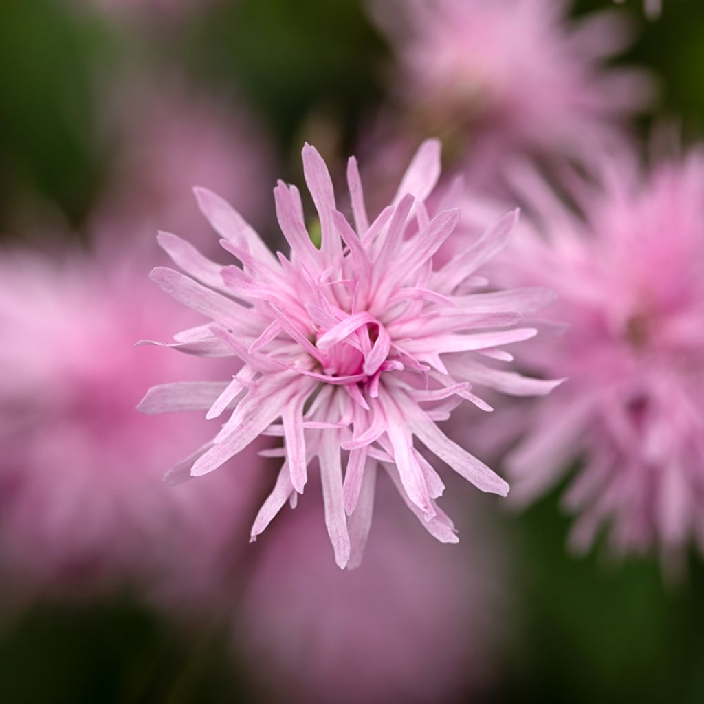 Lychnis flos cuculi Jenny - Oeillet des prés rose 