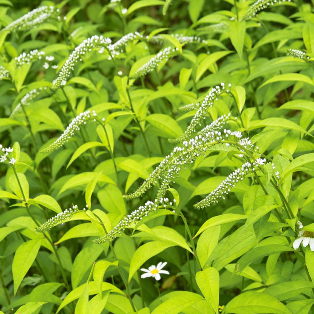 Lysimachia clethroïdes - Lysimaque de chine
