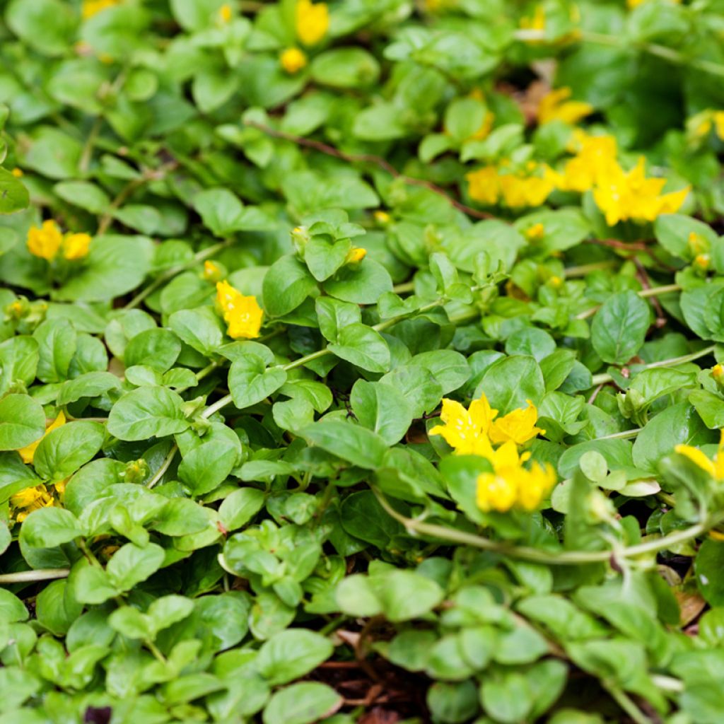 Lysimachia nummularia Goldilocks - Herbe aux écus