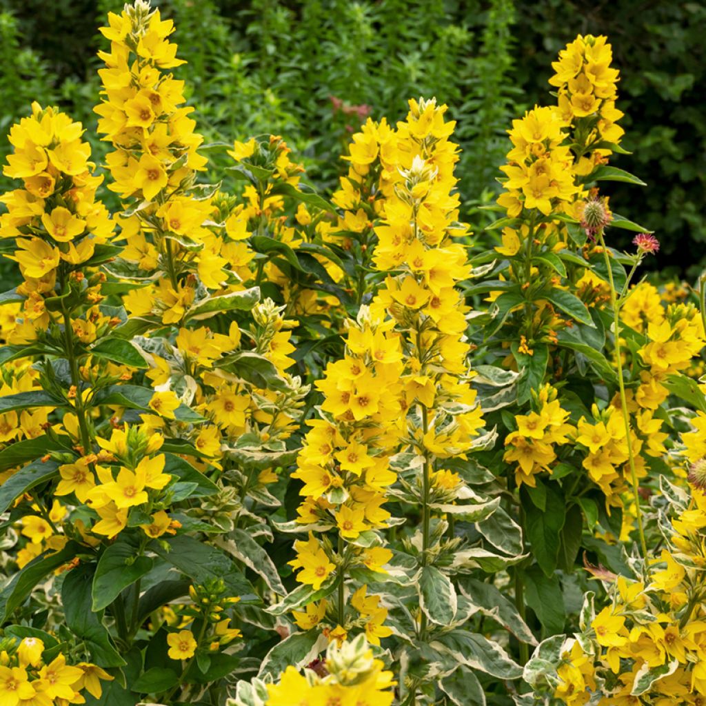 Lysimachia punctata Alexander - Lysimaque panachée