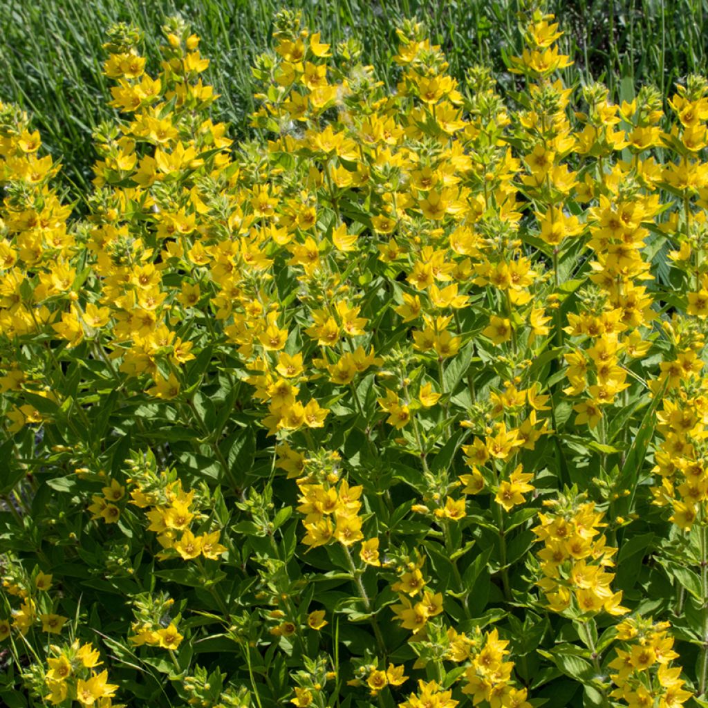 Lysimachia punctata - Lysimaque ponctuée