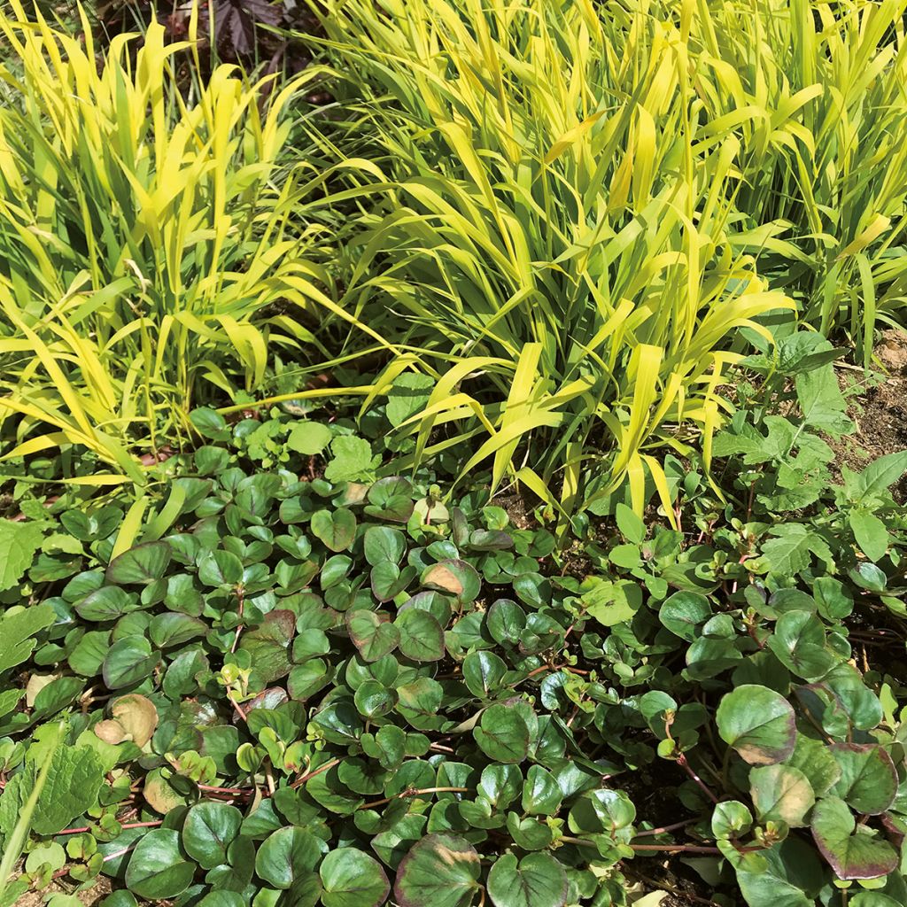 Lysimachia Sunburst - Lysimaque rampante