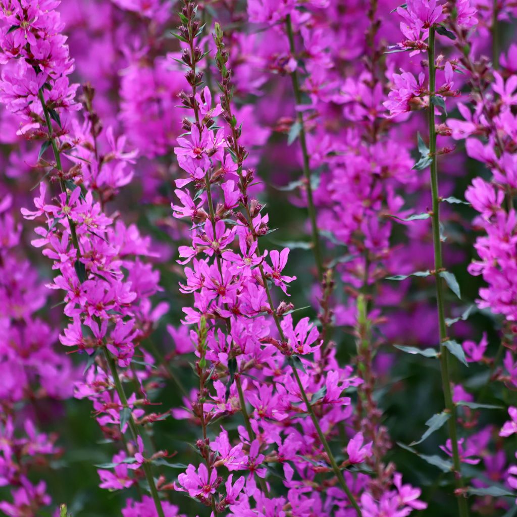 Lythrum Pink Promenade - Salicaire