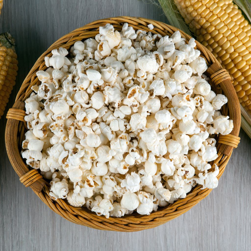 Maïs Pop-corn Tom Pouce Bio - Ferme de Sainte Marthe