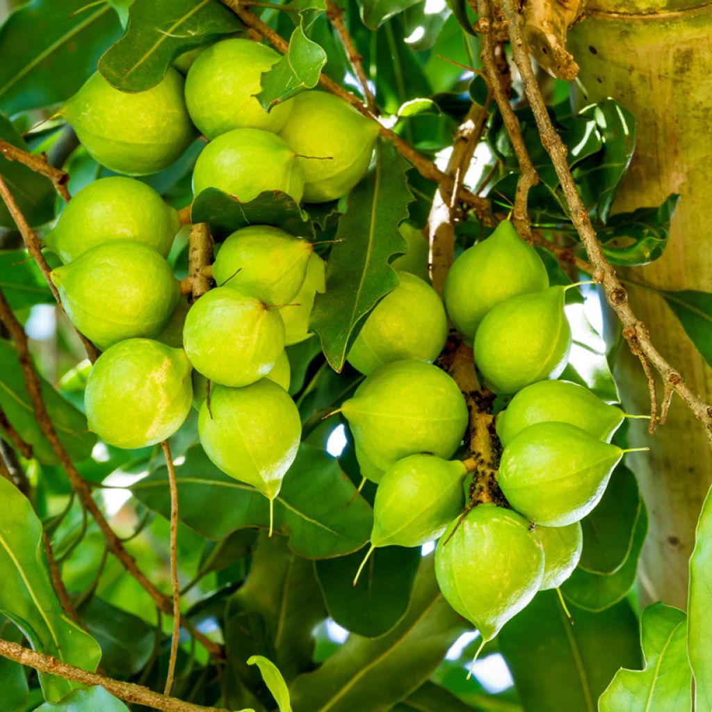 Macadamia integrifolia - Noix de Macadamia