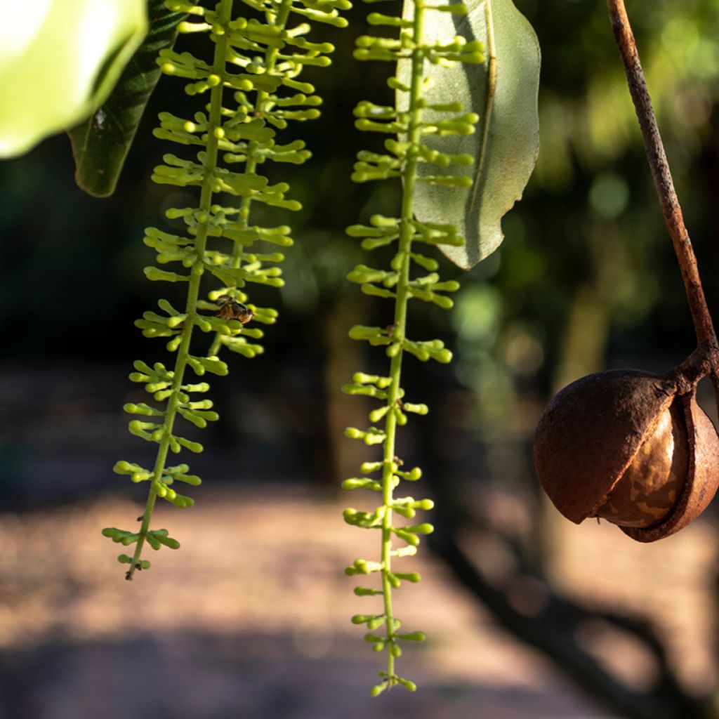 Macadamia integrifolia - Noix de Macadamia