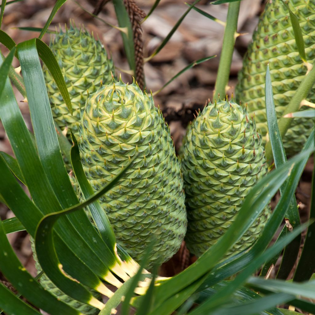 Macrozamia moorei - Cycas de Moore