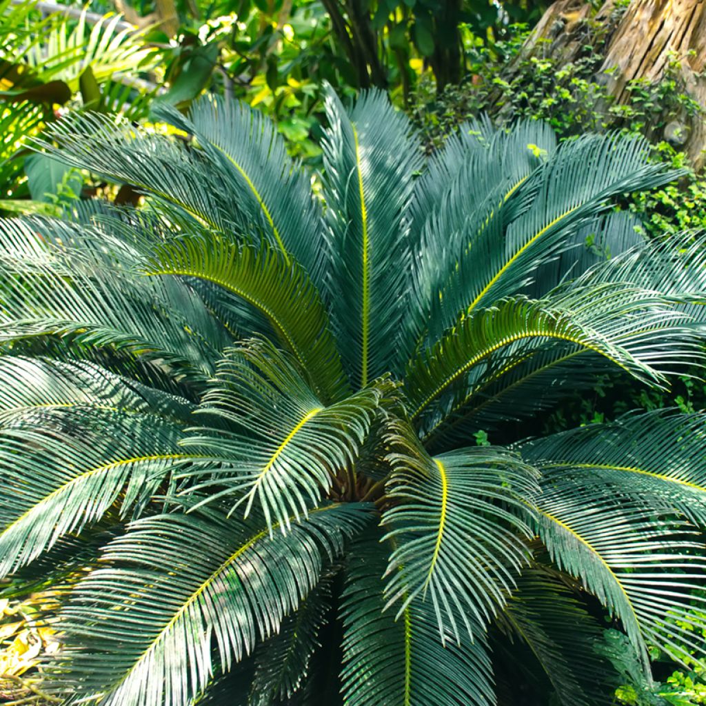 Macrozamia moorei - Cycas de Moore